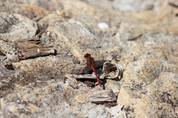 Red dragonfly 