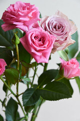 ピンクと紫のばら