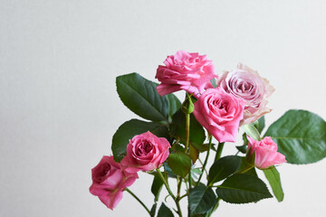 紫とピンクのばら