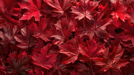Autumnal Red Maple Leaves Texture