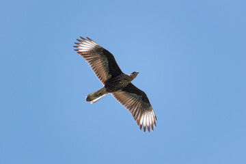 crested caracara (Caracara plancus) in flight, Buenos Aires, Argentina