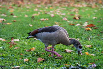 Nile goose plucks grass macro