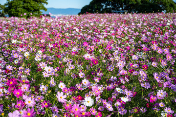 広がるコスモス畑