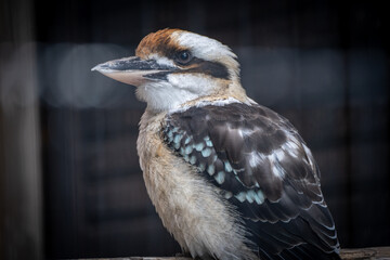 ワライカワセミのクローズアップ