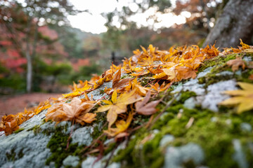 苔の生えた岩に落ちた紅葉の葉