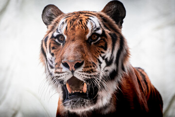 アムールトラの顔アップ