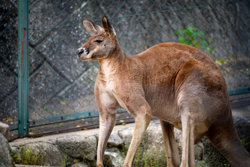 戦闘態勢のカンガルー