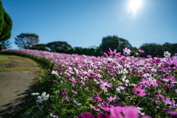 一面に広がるコスモス畑