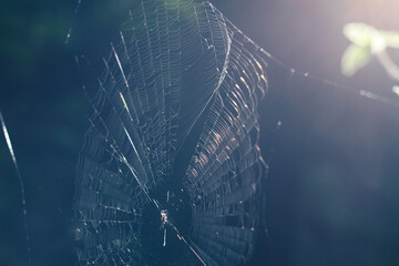 朝日に照らされた蜘蛛の巣 - 繊細で美しい自然のアート