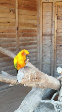 Close up of a parrot eating food from one of it's talons