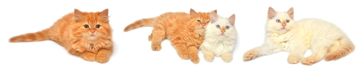 Collection beautiful playful kittens posing isolated on white background. Persian cat, creative pets