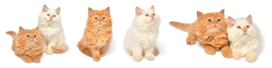 Collection beautiful playful kittens posing isolated on white background. Persian cat, creative pets