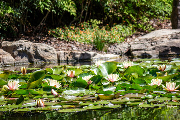 Lillies on the pond 