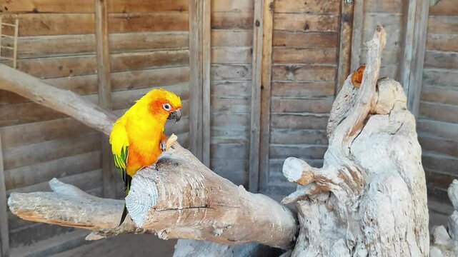 Close up of a parrot eating food from one of it's talons
