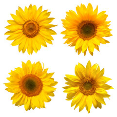Sunflowers head collection isolated on white background. Sun symbol. Flowers yellow, agriculture. Seeds and oil. Flat lay, top view