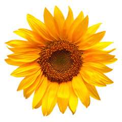 Sunflower isolated on white background