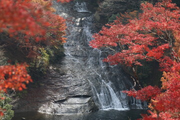 千葉県を流れる養老渓谷の秋の風景。紅葉の粟又の滝.
