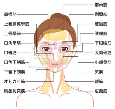 顔の筋肉の仕組み　美容　表情筋