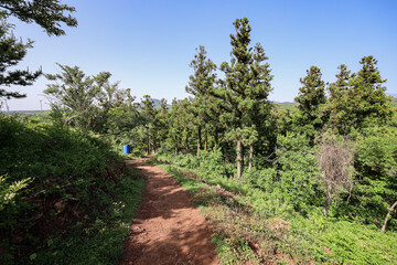 산 정상을 올라가는 숲 길 제주 제주시 한림읍 금악리 문도지오름