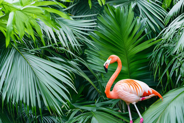 Fototapeta premium tropical forest wallpaper with flamingo