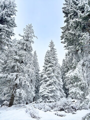 snow covered pine forest. winter landscape. winter atmosphere. winter background. abstract. aesthetic. atmospheric. nature. minimalism 