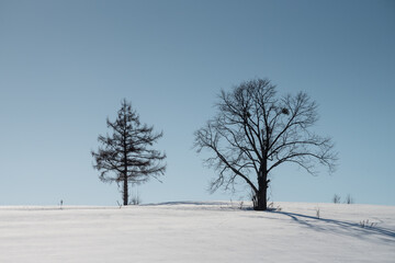 冬の晴れた日の雪の丘の上の木立
