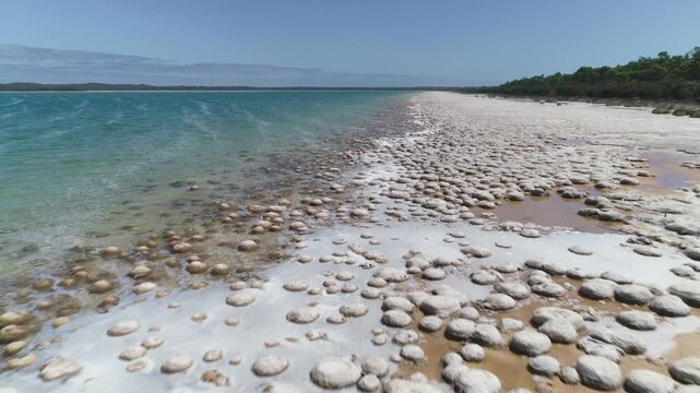 Lake Clifton Thrombolites