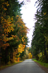 road in autumn forest