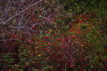 red berries on bushes