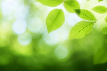 Obraz premium Blurred greenery leaves of tree forest