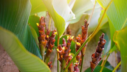 Calathea Lutea, ornamental plant from tropical forests, portrait of ornamental plants suitable for cool gardens, green background, green wallpaper. 