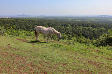산 정상에서 바라보는 풍경 제주 제주시 한림읍 금악리 문도지오름
