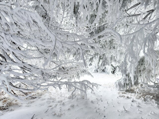 path through snow-covered forest with snowy branches. alpine winter. winter background. snowy background. nature's beauty. commercial. seasonal promotions.