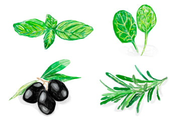 Hand drawn herb illustration png sticker botanical collection