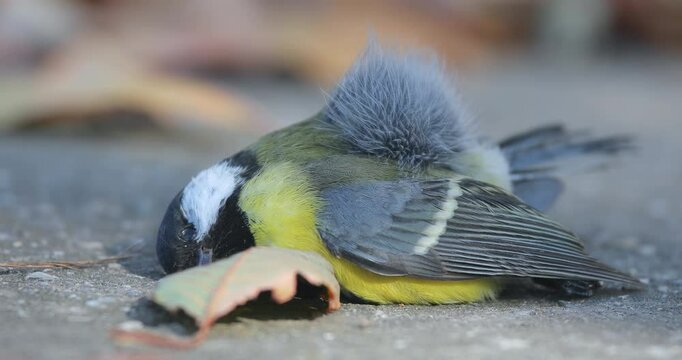 Dead great tit on the ground