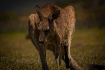 Kangaroo photo session