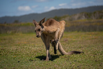Kangaroo photo session