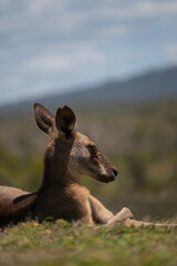 Kangaroo photo session