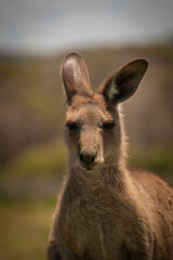 Fototapeta premium Kangaroo photo session