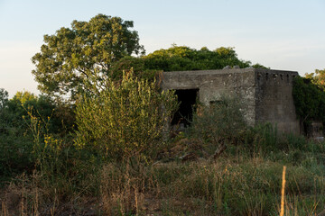 Overgrown abandoned building surrounded by wild vegetation and olive trees bathed in golden evening light. Concept of forgotten architecture, nature reclaiming structures, and rustic landscapes. 