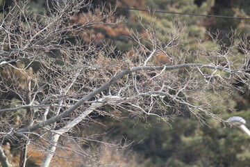 Image of a tree with fallen leaves in an apartment building near the Daecheongcheon Stream walking trail
