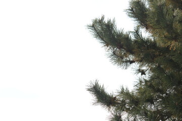 Naklejka premium Image of pine needles blooming on Dadaepo Beach in Busan 