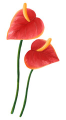 Painter's-palette flowers png sticker, botanical illustration, transparent background