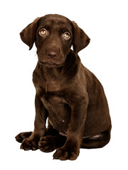 Obraz premium Cute png puppy sticker, Labrador Retriever collage element on transparent background