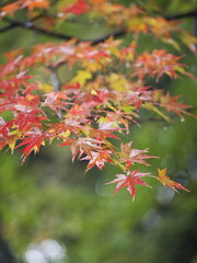 紅葉