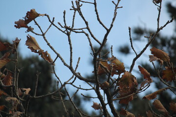 Image of maple trees and branches blooming on Dadaepo Beach in Busan