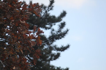 Image of pine branches blooming on Dadaepo Beach in Busan