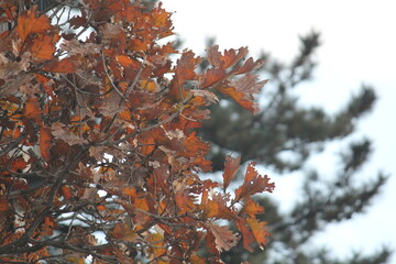 Image of maple trees and branches blooming on Dadaepo Beach in Busan