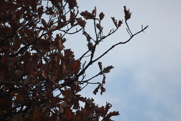 Image of maple trees and branches blooming on Dadaepo Beach in Busan