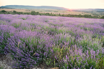 Obraz premium field of blooming lavender in the mountains at sunset.